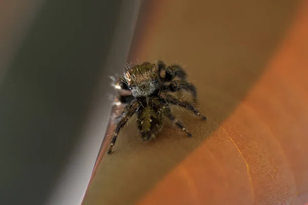 Pavoučí kůň (lat. Phidippus Clarus) na listě blízko rostliny — Stock fotografie