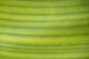 yeşil yaprak yakın çekim dokusuna.