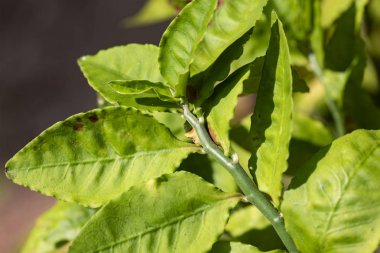 Sap ve limon yaprakları yakın