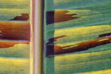 Kurutulmuş alana sahip yeşil yaprak dokusu.