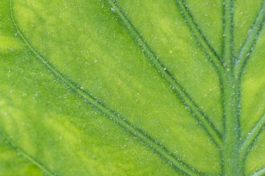 yeşil yaprak yakın çekim dokusuna.