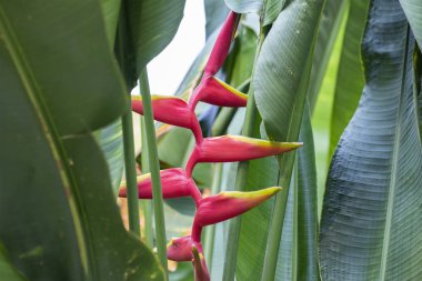 Heliconia unwrapped kırmızı çiçekler yakın.
