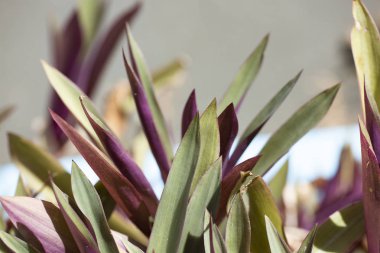 Tradescantia spathacea, yeşil ve mor yaprakları closeup.