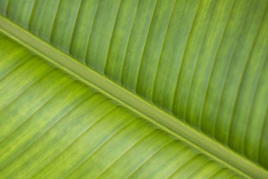 yeşil yaprak yakın çekim dokusuna.