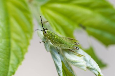 Yaprağın üzerinde yeşil çekirge.