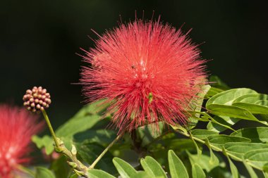 Kırmızı çiçek çiçek Calliandra (Calliandra haematocephala) yakın