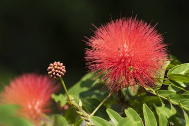 Kırmızı çiçek çiçek Calliandra (Calliandra haematocephala) yakın