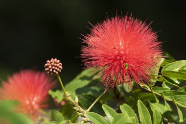 Kırmızı çiçek çiçek Calliandra (Calliandra haematocephala) yakın