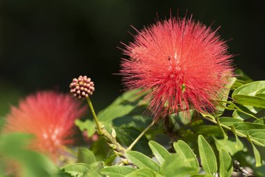 Kırmızı çiçek çiçek Calliandra (Calliandra haematocephala) yakın