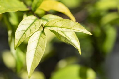 Wrightia religiosa bitkisinin açık yeşil yaprakları yakın