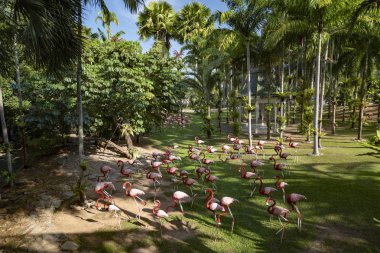 Tropikal Bahçe Nong Nooch. Pattaya, Tayland.