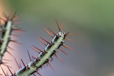 Kaktüs iğneleri kapanıyor.