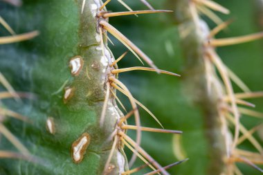 Kaktüs iğneleri kapanıyor.