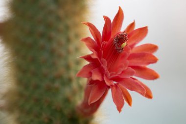 Tropikal bahçe Nong Nooch kaktüs closeup.