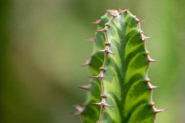 Tropikal bahçe Nong Nooch kaktüs closeup.