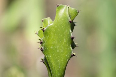 Tropikal bahçe Nong Nooch kaktüs closeup.