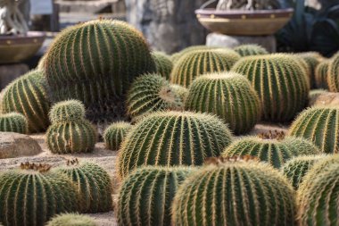 Tropikal bahçe Nong Nooch kaktüs closeup.