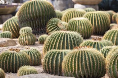 Tropikal bahçe Nong Nooch kaktüs closeup.