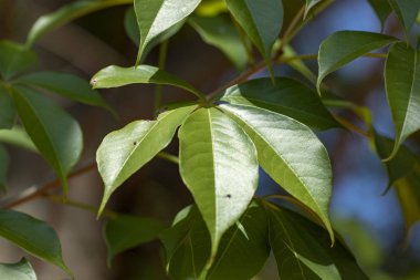 Yeşil arka plan bulanık yaprağına