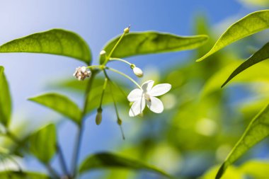 Wrightia religiosa, closeup white flowers.