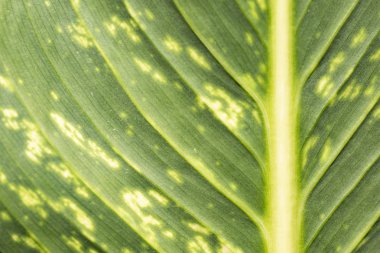 yeşil yaprak yakın çekim dokusuna.