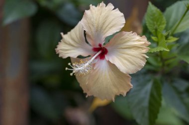 Hibiscus - doğal ışıkta çiçek yakın çekim.