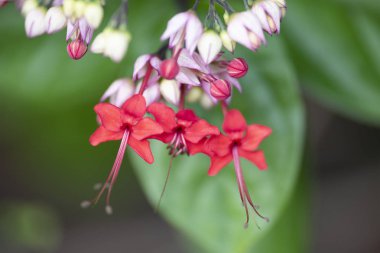 Clerodendrum Thompson (lat. Clerodendrum thomsonae) - çiçekler cl