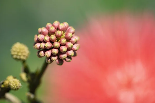 Kifulladt virág calliandra (calliandra haematocephala) Vértes. — Stock Fotó