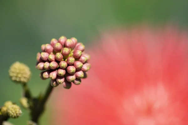 Ungeblasene Blume calliandra (calliandra haematocephala) Nahaufnahme. — Stockfoto