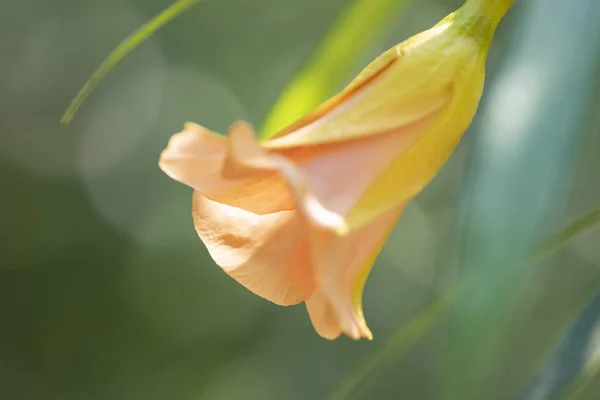 Thevetia peruviana (Cascabela thevetia) - растение в природе, рядом — стоковое фото
