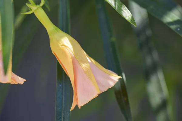 Thevetia peruviana (Cascabela thevetia) - растение в природе, рядом — стоковое фото
