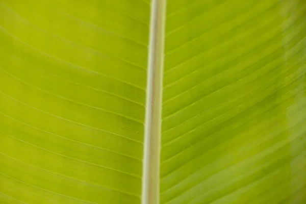 Texture di foglia di palma verde primo piano — Foto Stock