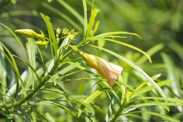 Thevetia peruviana (Cascabela thevetia) - pianta in natura, vicino — Foto Stock