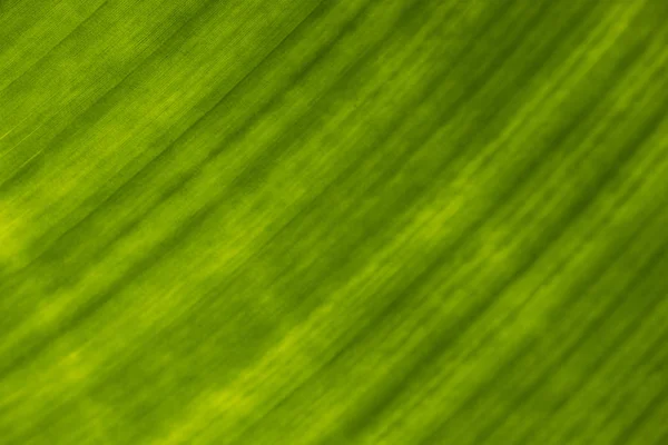 Textur des grünen Blattes in Nahaufnahme. — Stockfoto