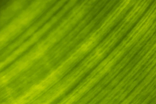 Konsistens av grönt blad närbild. — Stockfoto