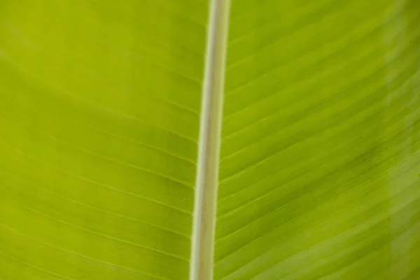 Texture di foglia di palma verde primo piano — Foto Stock