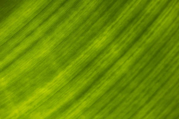 Texture di foglia verde primo piano . — Foto Stock