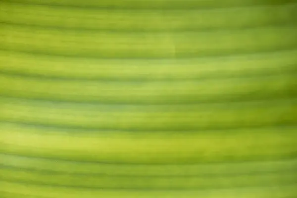 Текстура зеленого листа крупным планом . — стоковое фото