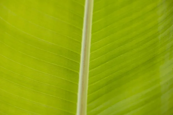 Текстура пальмового листа крупным планом — стоковое фото