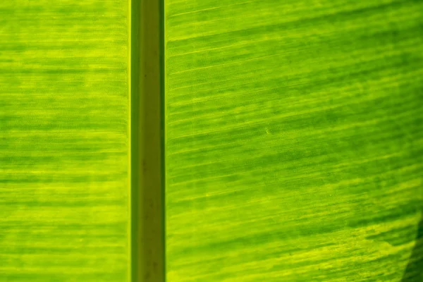 Texture di foglia di palma verde primo piano — Foto Stock