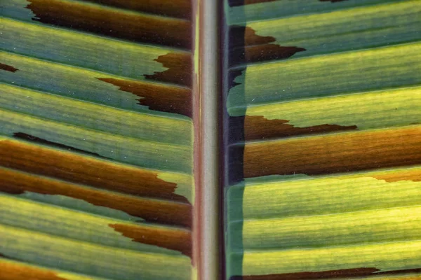 Texture fogliare verde con un'area essiccata . — Foto Stock