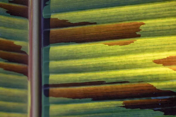 Green leaf texture with a dried area. — Stock Photo, Image