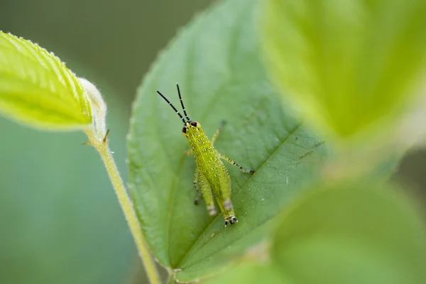 Zelený kobylka na listu. — Stock fotografie