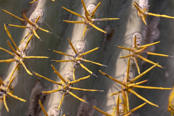 Igły kaktusowe zamykają się — Zdjęcie stockowe