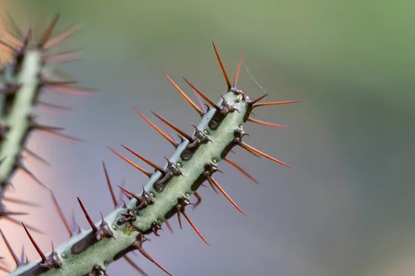 Aghi di cactus da vicino — Foto Stock