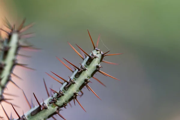 Cactus needles close up — Stock Photo, Image