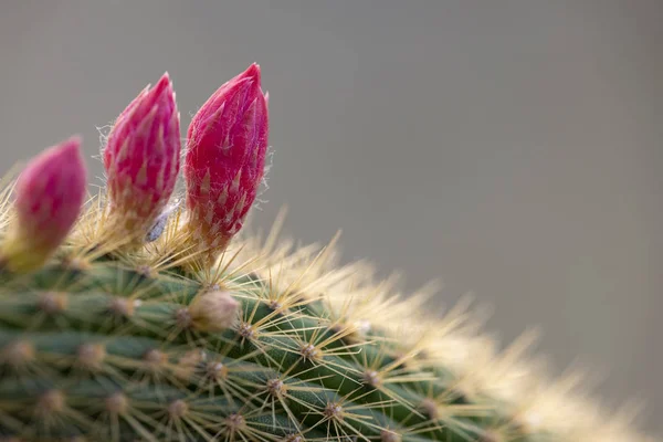 Cactus closeup no jardim tropical Nong Nooch . — Fotografia de Stock