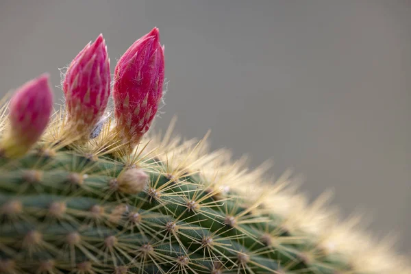 Cactus closeup in tropical garden Nong Nooch. — Stock Photo, Image