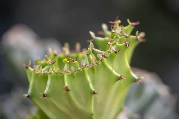 Cactus closeup no jardim tropical Nong Nooch . — Fotografia de Stock