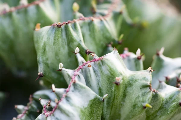 Cactus closeup no jardim tropical Nong Nooch . — Fotografia de Stock